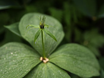 paris urt, ægte elskers knude, paris quadrifolia, blomst, naturlægemidler plante, lægemiddel, lilla, ydmyg, giftig, toksisk, dyrke