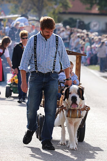 dog, man, pet, parade, nature, saint-bernard, animal, companion, desalpe, switzerland