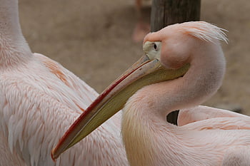 pták, pelikán, růžový pelikán, pelecanus onocrotalus, vodní ptáci, zvířat, fauna, Příroda, zobák, peří, zblízka