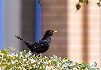 male Uk Blackbird, nature, male Blackbird, blackbird, black Bird, orange Beak, songbird, fence, spring, hedge