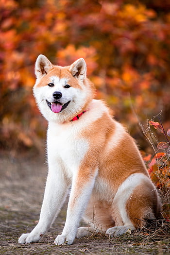 Akita, chien, séance, portrait, animal de compagnie, animal, de race, chien domestique, canin, la nature, mammifère