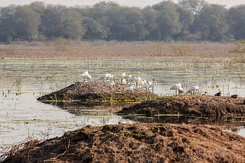 lake, wetland, water, waterbody, birds, spoonbills, nature, landscape, bharatpur, india