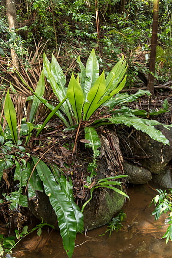 felce, fronde, verde, fogliame, bagnato, foresta pluviale, lussureggiante, subtropicale, Queensland, Australia