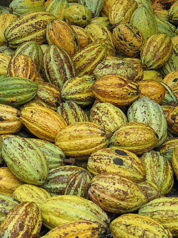 kakaové ovoce, čerstvé kakaové lusky, zářivé barvy, přírodní textury, sbírka kakaových lusků, čerstvé kakao, textury kakaových lusků, barvy kakaových lusků, kolekce kakaových plodů, odrůda kakaových lusků, vystavení kakaových lusků