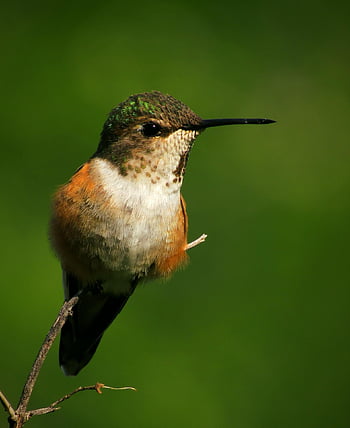 kolibřík, bzučení, pták, malý, Příroda, volně žijících živočichů, zvíře, divoký, rufous