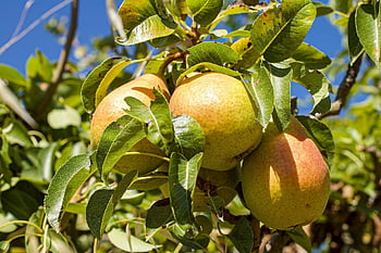 pear, fruit, fruit Tree, tree, pear Tree, summer, nature, agriculture, vitamins