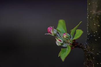 apple Blossom, bud, spring, blossom, fruit Tree, nature, apple Tree, apple Tree Flowers, close Up, bloom, spring Blossoms