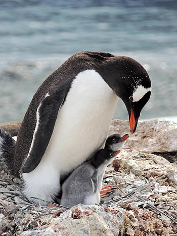 gentoo pinguino, pinguino, uccello, animale, piccolo pinguino, pulcino, natura, fauna, antartico