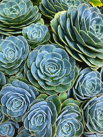 zelené sukulenty, detailní fotografie, echeveria sukulenty, Rosette vzor, zářivá zelená, sukulentních rostlin, fotografování rostlin, fotografování přírody, botanická fotografie, sukulentní růžice, zelená echeveria