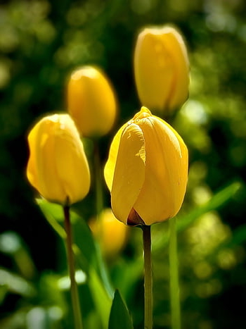 tulipány, květiny, rostlina, žárovky, květinové tapety, žluté tulipány, okvětní lístky, květ, flóra, květinové pozadí, jaro