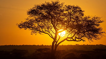 træ, tanzania, landskab, natur, solnedgang, Serengeti, Afrika