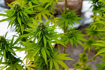 leaves, plant, herbal, nature, hemp, foliage, closeup