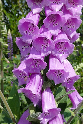 květiny, květinové tapety, náprstník, digitalis purpurea, digitální, zvony, květ, zahradní rostlina, vytrvalá bylina, bylina, zahrada