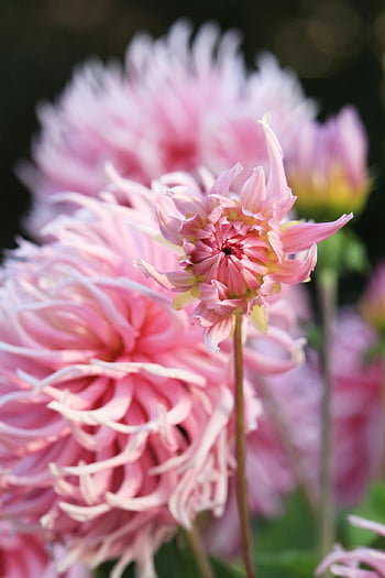 dália, flores, pétalas, pólens, estames, floretes de disco, floretes de raios, Flor, flora, plantar, verão