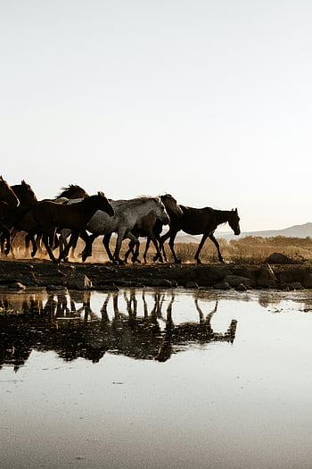 wild horses, pond reflection, tranquil pond, herd of horses, nature beauty, wild horse herd, horse reflection, natural scenery, wildlife photography, serene landscape, wild animals