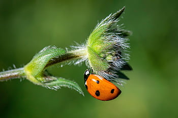 seven-spot Ladybird, ladybug, insect, flower, close Up, bug, coccinella Septempunctata, pest Management, natural Predator, garden, aphid Predator