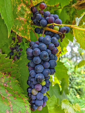 winogrona, wino, winorośl, owoc, uprawa winorośli, winnica, żniwa, produkować, owoce, Słodkie, zdrowy