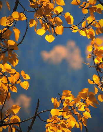 leaves, fall, floral Background, nature, autumn, samsung Wallpaper, wallpaper, mobile Wallpaper, beautiful Wallpaper, phone Wallpaper, border