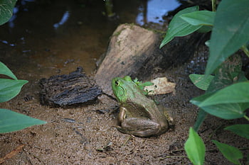 rana, pantano, rana mugidora, anfibio, naturaleza, estanque, sapo, verde, baboso, croar, franchute