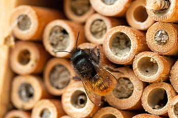 guêpe, insectes, guêpe des champs, jaune, la nature, animaux, piquer, abeille sauvage, abeille, abeille maçon