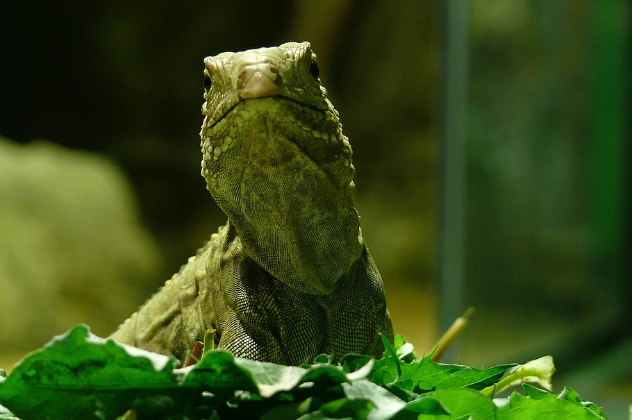 agama, reptile, animal, wildlife, lizard, zoo, nature, closeup