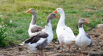 ptáků, husy, ornitologie, druh, fauna, ptačí, volně žijících živočichů, zobák, vodní ptáci, zvířat