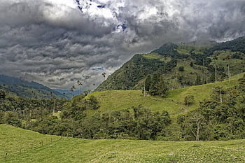 colombia, el Bosque De Palmas, palm Trees, cocora Valley, forest, valley, mountains, wax Palm Trees, valle Del Cocora, tree, landscape