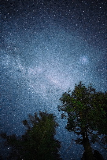 星空、 ローアングルショット、 星に満ちた空、 シルエットの木、 穏やかな屋外設定、 天の川、 夜の写真、 天の眺め、 夜の風景、 天文学、 スター注視