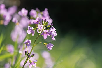 blomster, blomst baggrund, knopper, hede orkidé, smukke blomster, gøgblomst, eng, baggrundsbelysning, Cardamine, cruciferous plante, spids blomst