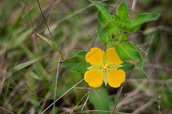 biodiverzity, environmentální vzdělávání, Příroda, květ, Kostarika