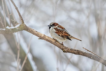 pták, Příroda, Vrabec, ornitologie, druh, fauna, ptačí, zvíře, volně žijících živočichů, domácí vrabec, passer domesticus