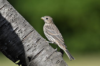 house Finch, finch, birdphotography, nature, wildlife, wildlifephotography, birdwatching, photography, birding, animals, birdlife