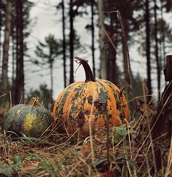pumpkin, vegetables, harvest, squash, produce, food, healthy, countryside, nature
