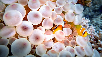 ocean, sea, nemo, diving, clownfish, fish, underwater, anemone, nature, scuba