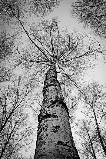 Birke, Bäume, Perspektive, kahl, kahle Bäume, Birken, Geäst, Baumstämme, Wald, Wälder, Unterholz