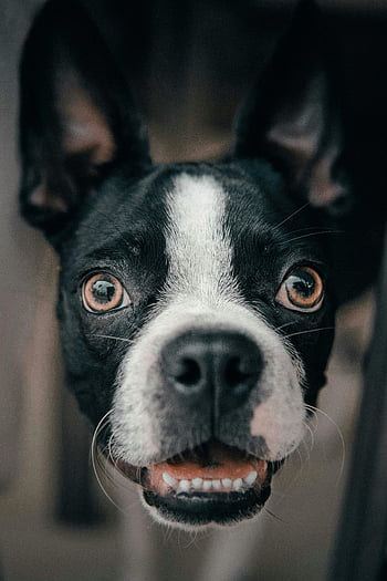 boston teriér, detailní portrét, černobílý pes, expresivní oči, Zaměřené uši, fotografování psů, pet fotografování, zvíře detail, psí obličej, psí portrét, Detailní mazlíček