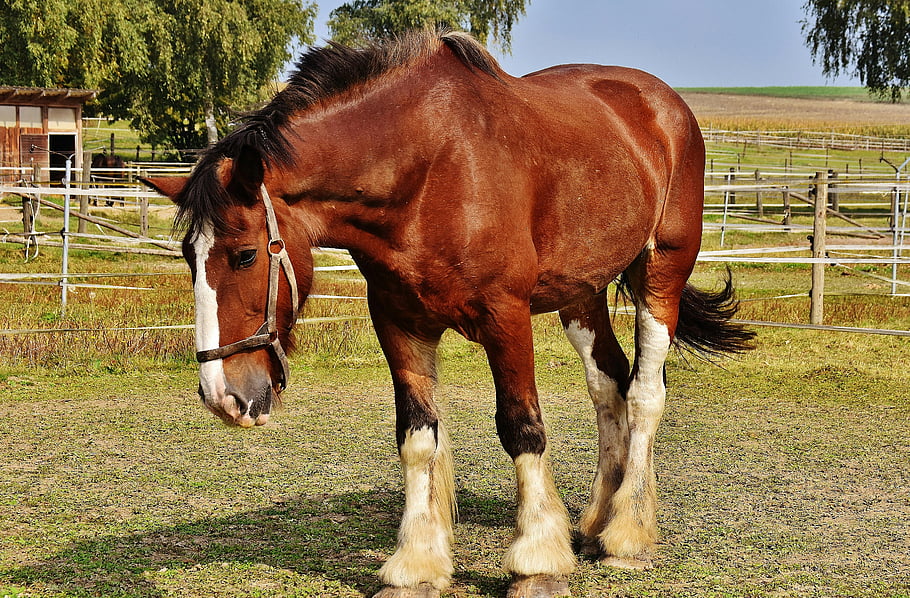 Clydesdale kůň, hnědý a bílý kůň, zelená tráva, modrá obloha, Slunečné venkovské pastviny, během dne, postroj, detail, farmě scény, venkovní nastavení, fotografování zvířat