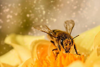 lebah, bunga kuning, bidikan close-up, serbuk sari, kuning cerah, penyerbukan alam, lebah pada bunga, fotografi makro, serangga, proses penyerbukan, fotografi satwa liar