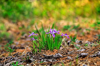 fiori di primavera, Fiore di campo, sfondo di fiori, natura, bellissimi fiori, fiore selvaggio, fiore, valle, carta da parati floreale, Repubblica di Corea, Corea