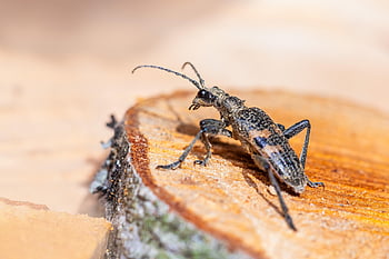 escarabajo de cuernos largos con manchas negras, insecto, escarabajo, rhagium mordax, animal, macro, gorgojo, ambiente, naturaleza, de cerca, fauna silvestre