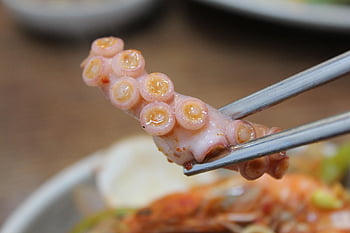octopus Desktop, octopus, octopus Pot, korean, republic Of Korea, nature, korean Food, dining, food Photography, cooking, food