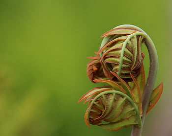 fern, nature, plants, fulfillment, deploy, texture, colors Brown And Green, beautiful, garden, gardening, horticulture