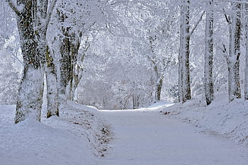 pathway, winter, snow, path, road, cold, frost, trees, nature, landscape