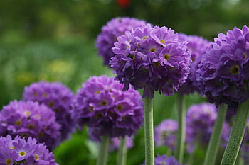 purple flower bloom, background, blooming, blossom, field, flora, floral, flowers, garden, natural, ornamental