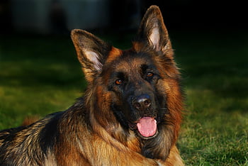 shepherd Dog, dog, domestic Animal, animal, portrait, friend, pet, german Shepherd Dog, view, eyes, nature