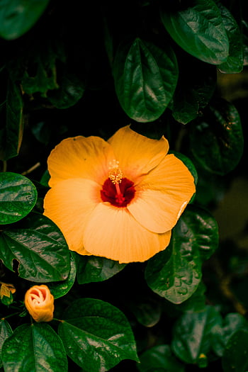 oranžový ibišek, Jasně oranžový ibišek, Hibiscus Bloom, svěží zelené listy, elegance přírody, detailní květ, tropické květiny, oranžová květina, zelené listy, květinové fotografie, rostlina ibišku
