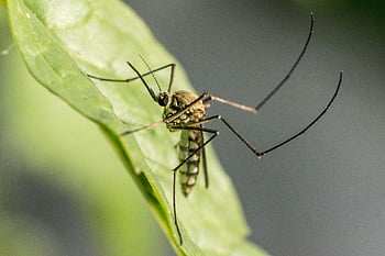 zanzara, avvicinamento, colpo di macro, foglia verde, dettaglio degli insetti, zanzara appollaiata, macrofotografia, macro insetto, primo piano della natura, trama delle foglie, Mosquito Anatomy