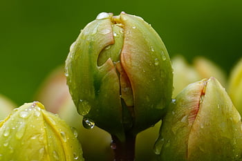 tulipan, pączek, kwiat, kwitnąć, tulipan pączek, ścieśniać, wiosna, Natura, ogród, kropla deszczu, rosa