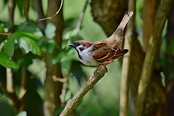 bird, sparrow, ornithology, species, fauna, avian, animal, beak, sperling, songbird, wildlife