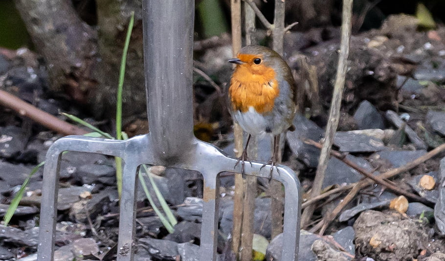 roodborstje, Robin In Sneeuw, vogel, tak, neergestreken, Europese Robin, zangvogel, dier, dieren in het wild, detailopname, ave